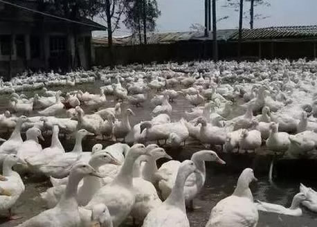 同是养鸭为啥你赚钱少，原因都在这里！