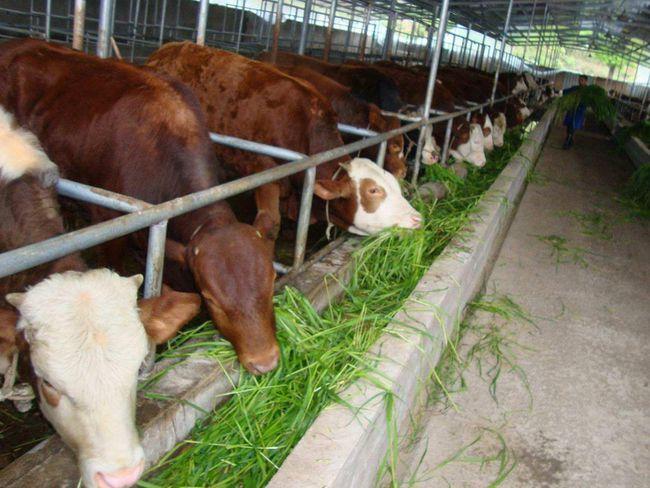肉牛养殖场的建设要求
