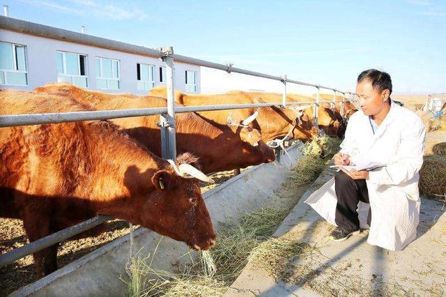肉牛常见疾病防治方法