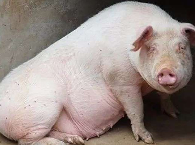 母猪