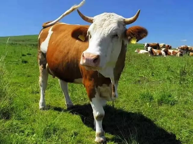 肉牛
