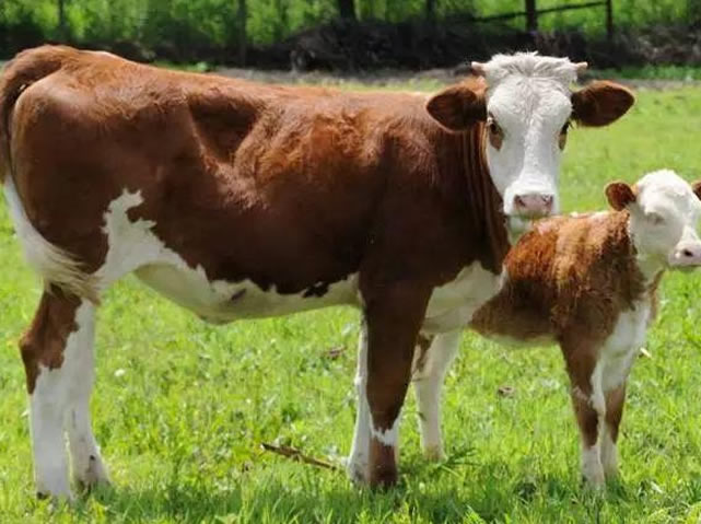 肉牛