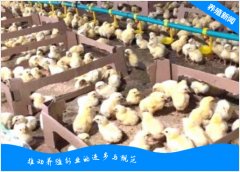 育雏鸡出现糊肛是什么原因，怎么解决？