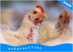 毛鸡和鸡苗价格连续大涨，肉鸡行情真热起来了