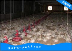 冬季养鸡，鸡舍怎么防潮