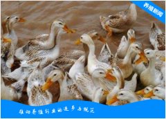 养鸭必看：养鸭的九大误区！