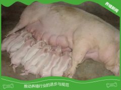 饲养母猪时应注意和解决的几项主要问题