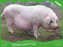 母猪子宫炎症状及防治措施