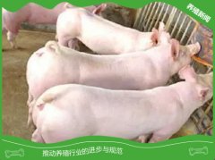 母猪不发情的病理性因素及防治措施