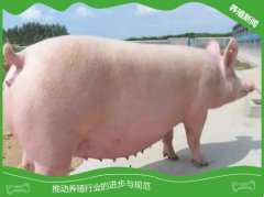 母猪产后常见病的诊治