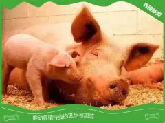 母猪初情期迟缓