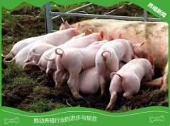 母猪流产原因
