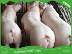 母猪断奶前到底该不该减料？