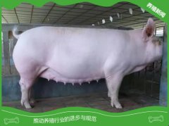  母猪繁殖性能低下的真正原因及解决途径