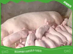 提高哺乳仔猪成活率的几点措施