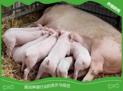 母猪这个细节你重视了吗？