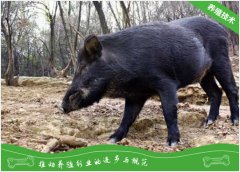 山猪的生活习性