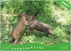 如何为山猪选择优良饲料？