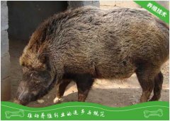 山猪呼吸道疾病的防治措施