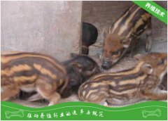 母山猪妊娠的简易判断方法