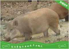 山猪仔猪黄痢病的防治方法