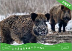 山猪破伤风的治疗方法