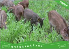 山猪养殖的疾病预防措施