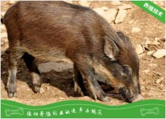 山猪痢疾的防治方法