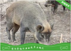 怎么提高母山猪的产仔率