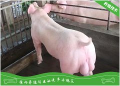 现代化种猪育种新技术