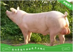 规模化猪场之种猪产后泌乳障碍综合症