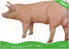 种猪裂蹄病的防治疗技术
