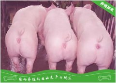 种猪保健防病的技术要点