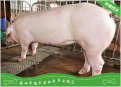 养猪场中种猪的最佳配种时间