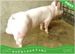 挑选种猪首看繁殖性能