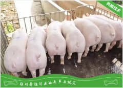 九种猪病引起死胎