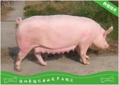 预防猪传染病－种猪引进的预防