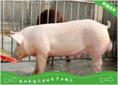 提高种猪繁殖力应注意的三个技术方法