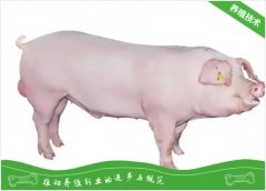 种猪引种并不是越大越好