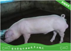种猪、母猪繁殖力检测的新技术